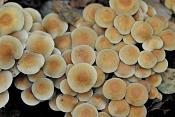 zwavelkopjes (hypholoma fasciculare) 09-2010 9491